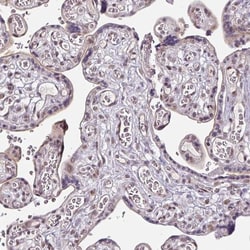 SLC5A5/Sodium Iodide Symporter Antibody, Novus Biologicals 0.1mL; Unlabeled:Antibodies,